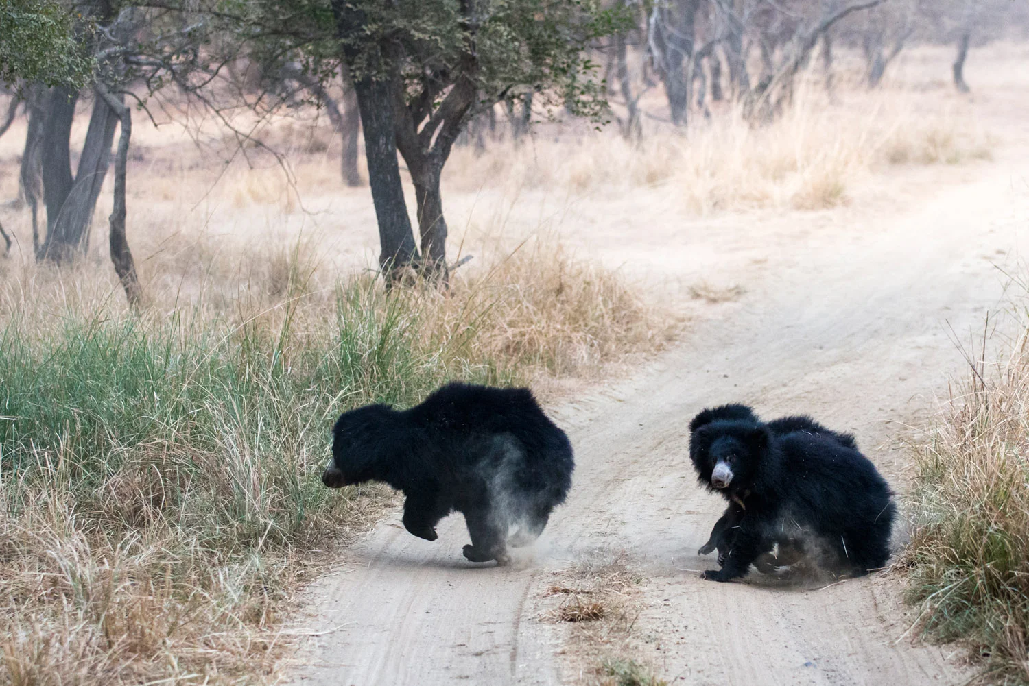 Sloth bear mother and cubs crossing track, Ranthambhore National Park, Rajasthan, India