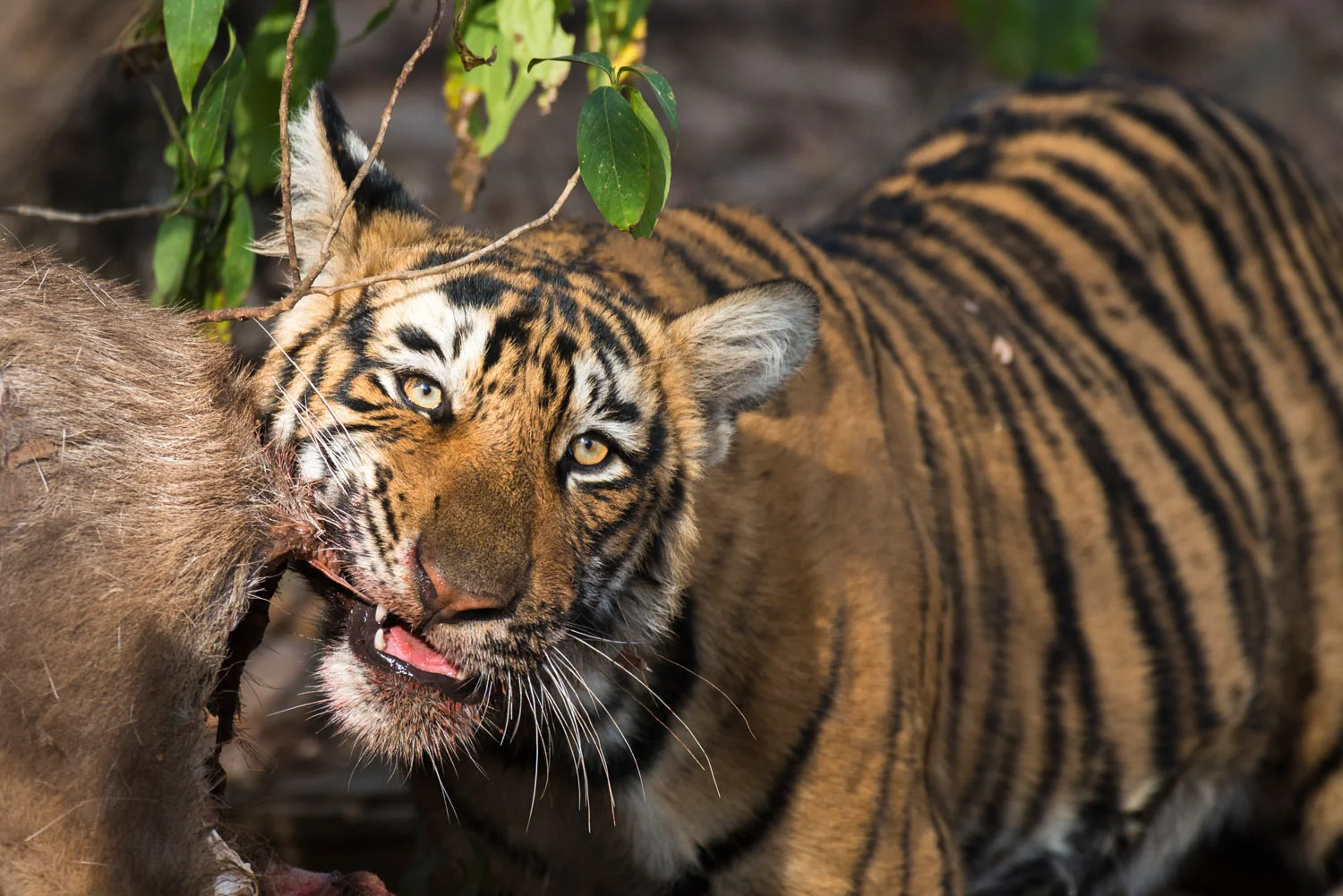 Bengal tiger cub eating sambar deer kill, Ranthambhore National Park, Rajasthan, India
