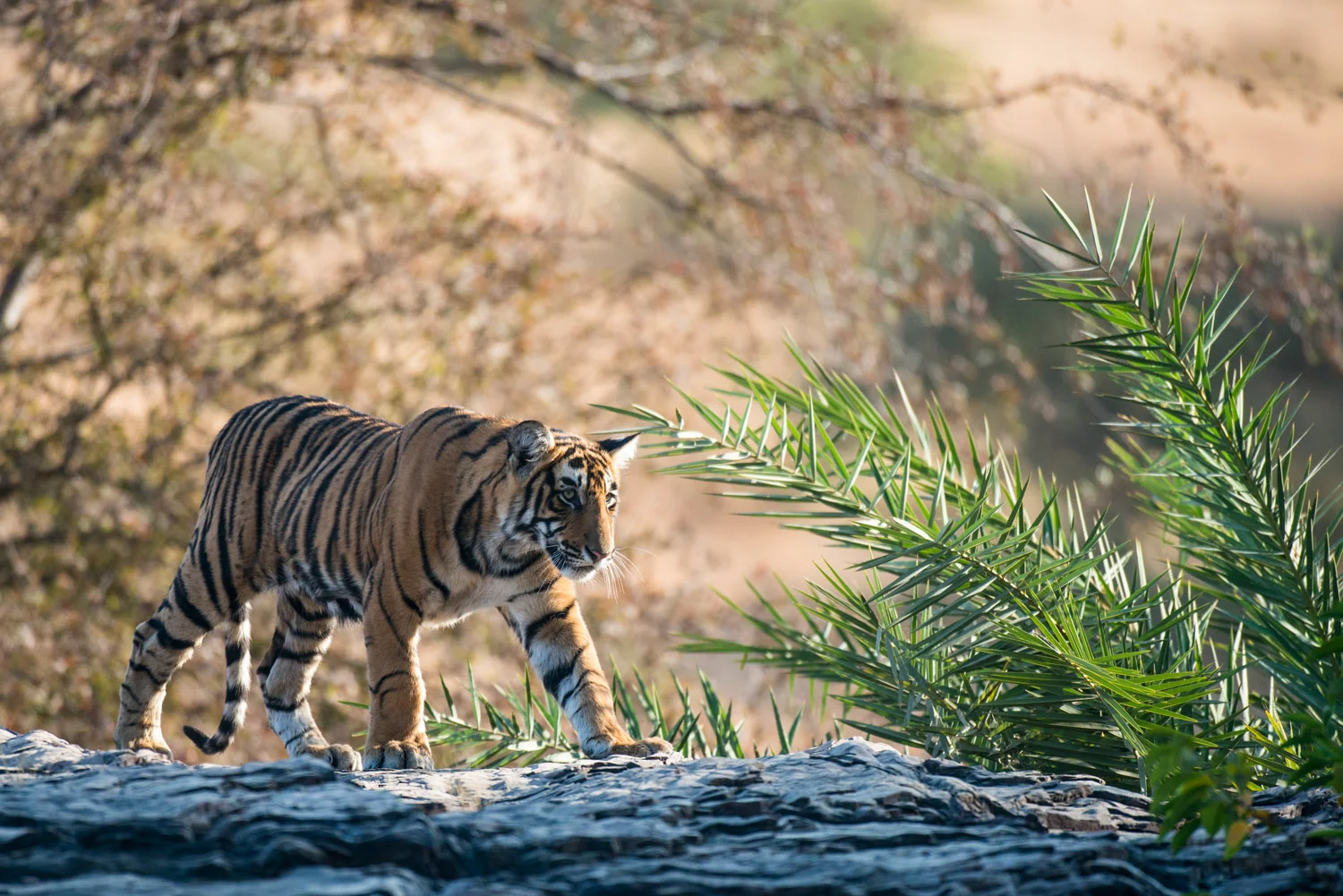 Bengal tiger cub walking along rocky ledge, Ranthambhore National Park, Rajasthan, India