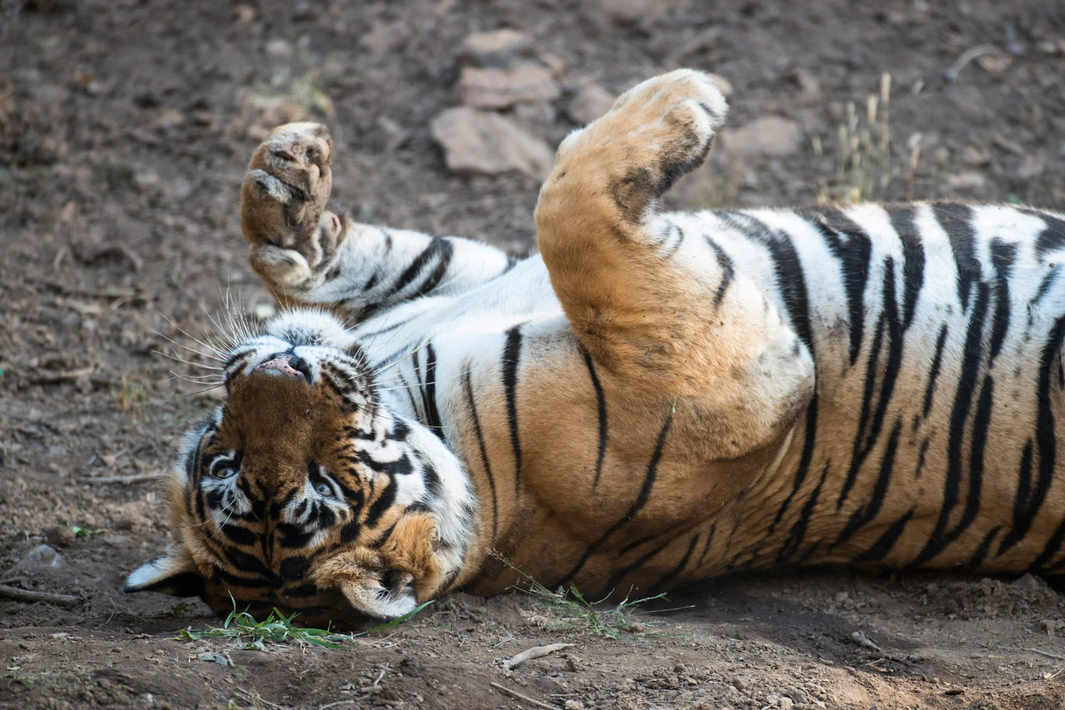 Bengal tiger rolling on back, Ranthambhore National Park, Rajasthan, India
