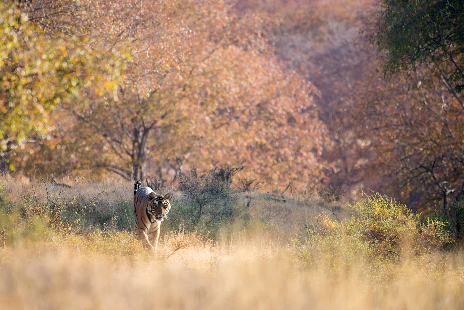 Bengal tiger in autumnal forest, Ranthambhore National Park, Rajasthan, India