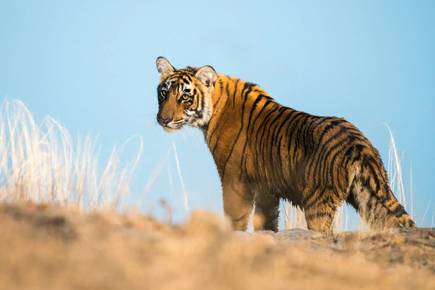 Bengal tiger cub by Lake Rajbagh, Ranthambhore National Park, Rajasthan, India