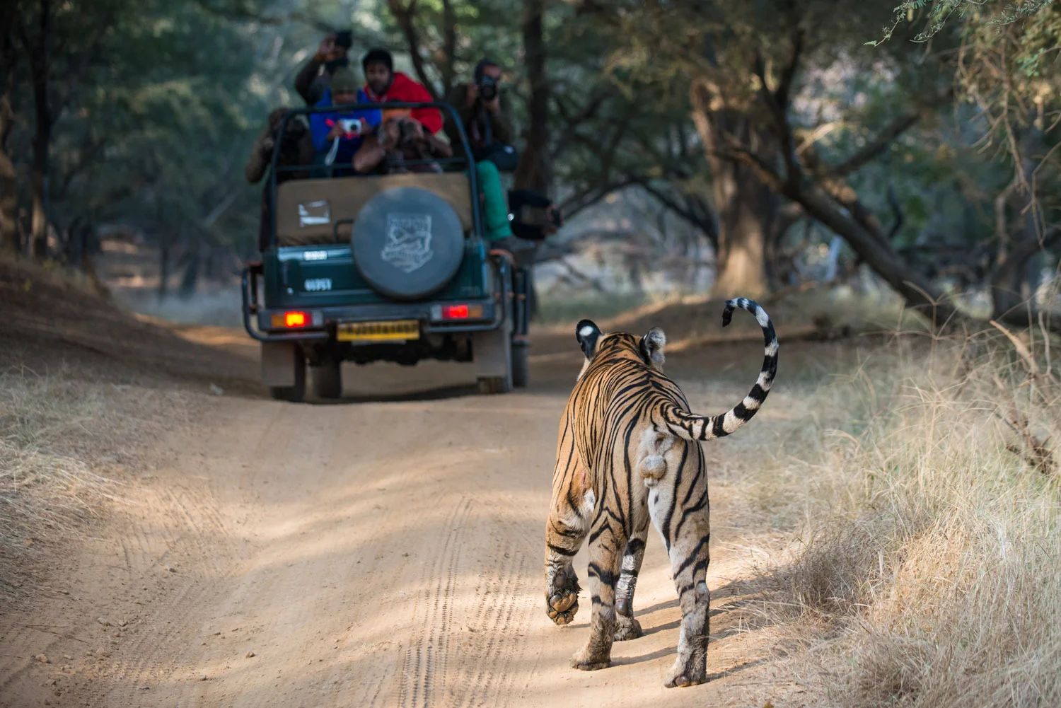 Bengal tiger approaching tourists in jeep, Ranthambhore National Park, Rajasthan, India