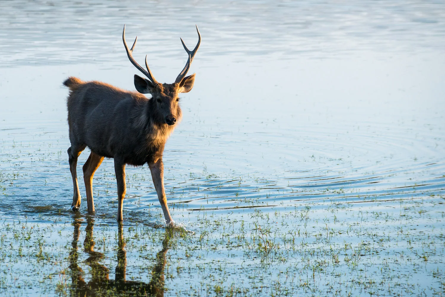 Sambar stag crossing Lake Rajbagh, Ranthambhore National Park, Rajasthan, India
