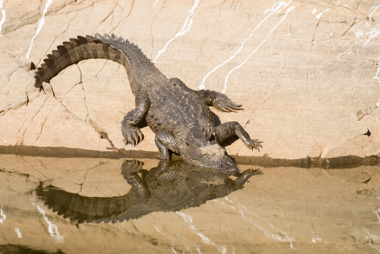 Indian 'mugger' crocodile sunbathing at edge of pool, Ranthambhore National Park, Rajasthan, India