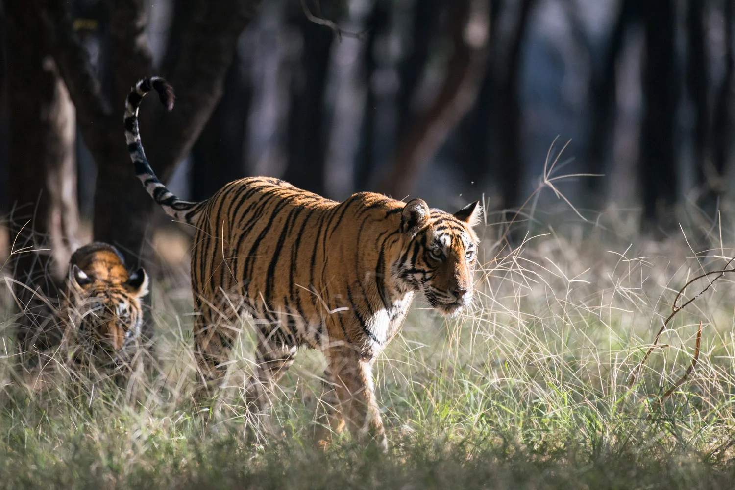 Bengal tiger mother on the move with cub, Ranthambhore National Park, Rajasthan, India