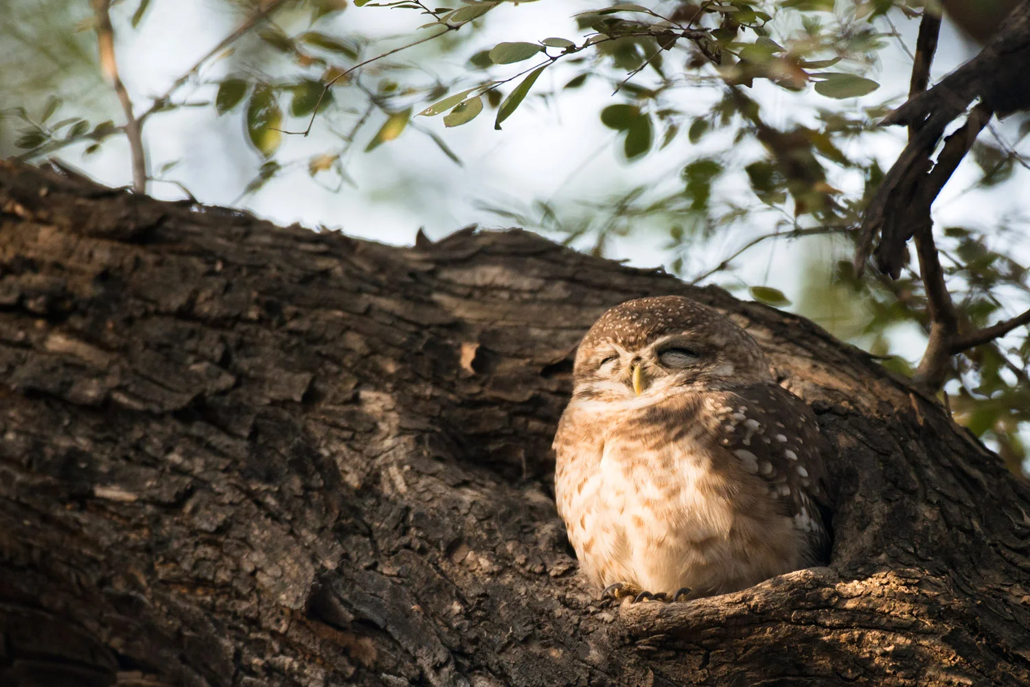 Spotted owlet sleeping in tree hollow, Ranthambhore National Park, Rajasthan, India