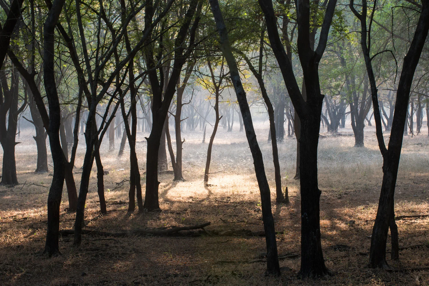 Enchanted dhok forest, Ranthambhore National Park, Rajasthan, India