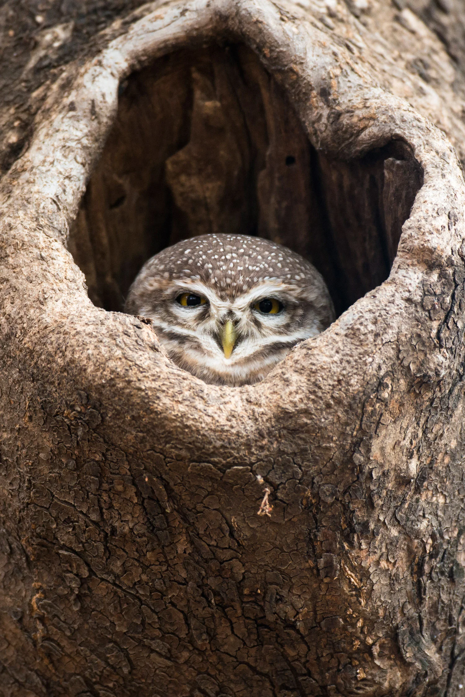 Spotted owlet in tree hollow, Ranthambhore National Park, Rajasthan, India