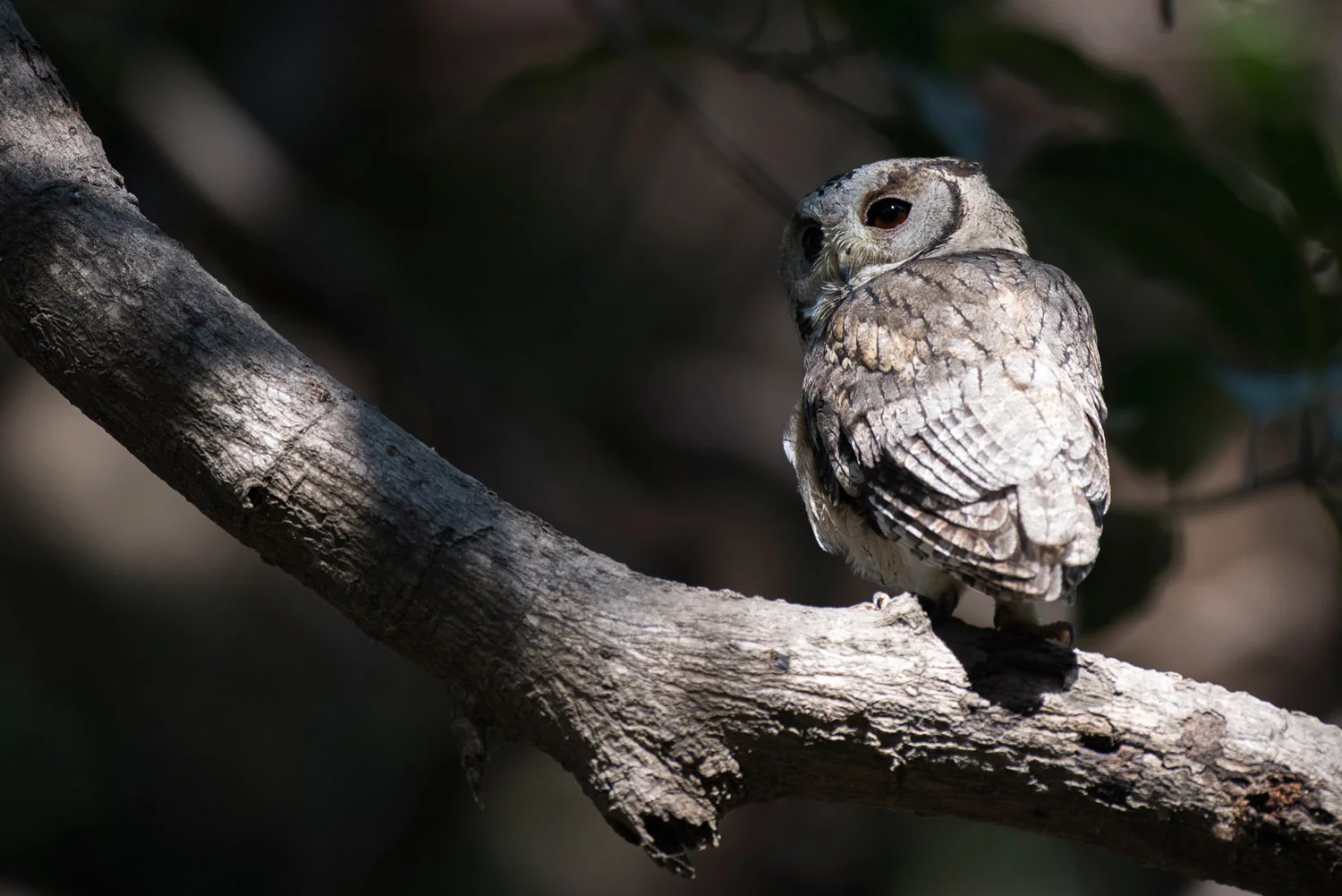 Indian scops owl, Ranthambhore National Park, Rajasthan, India