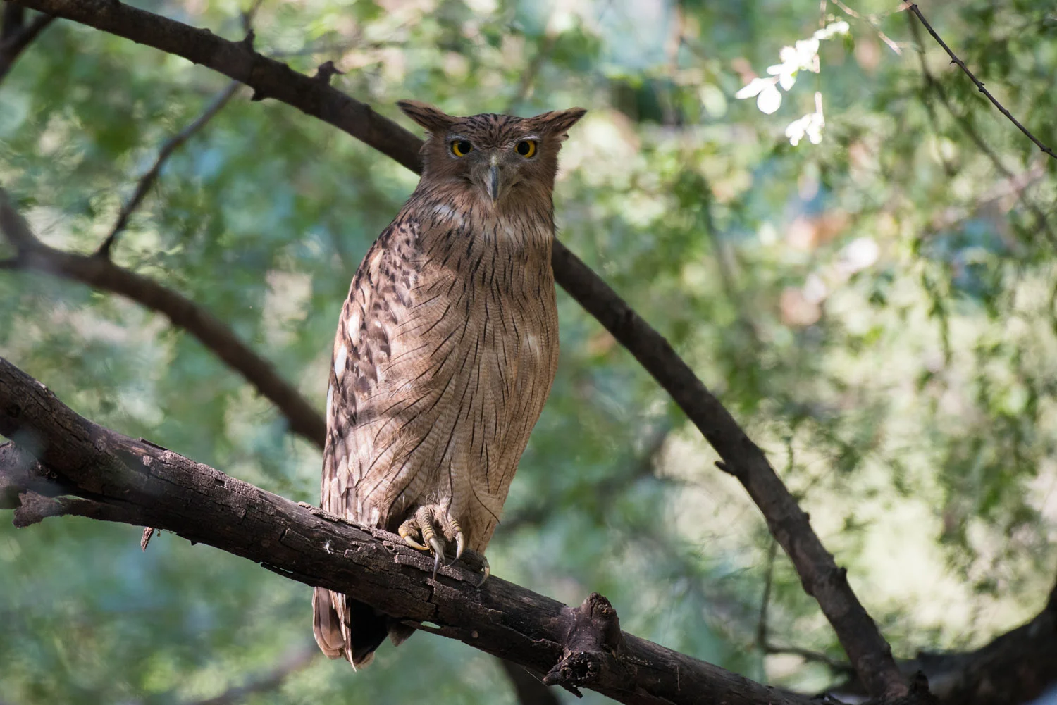 Brown fish-owl, Ranthambhore National Park, Rajasthan, India