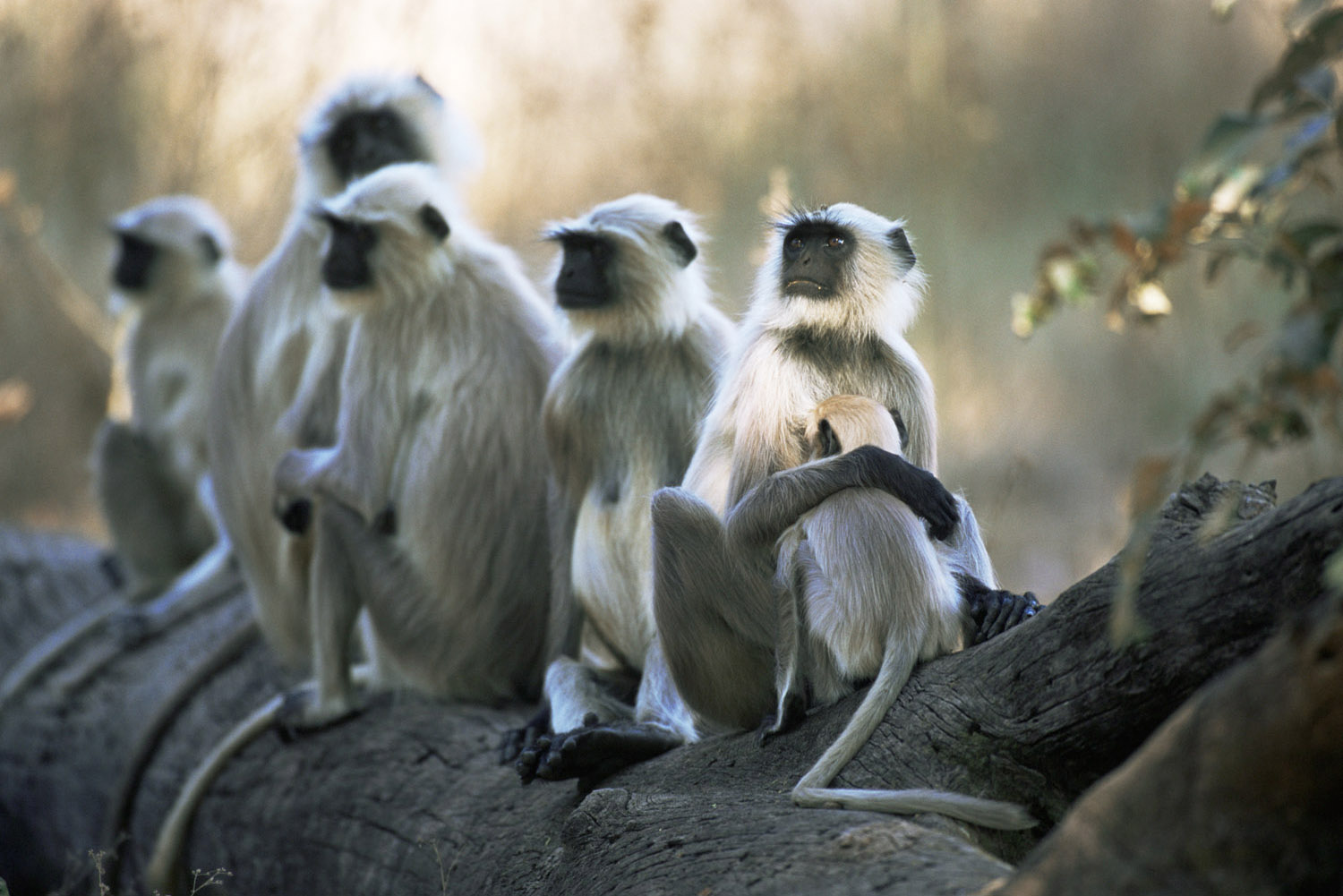 Hanuman langur monkeys resting on log, Kanha National Park, Madhya Pradesh, India