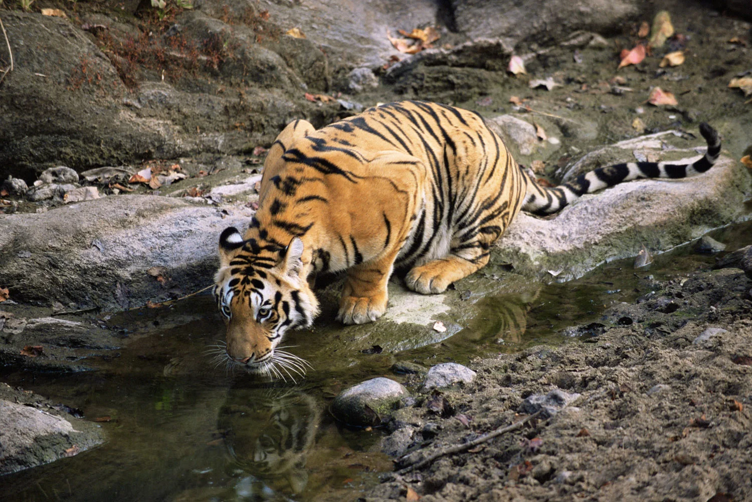 Bengal tiger reflection at pool, Kanha National Park, Madhya Pradesh, India