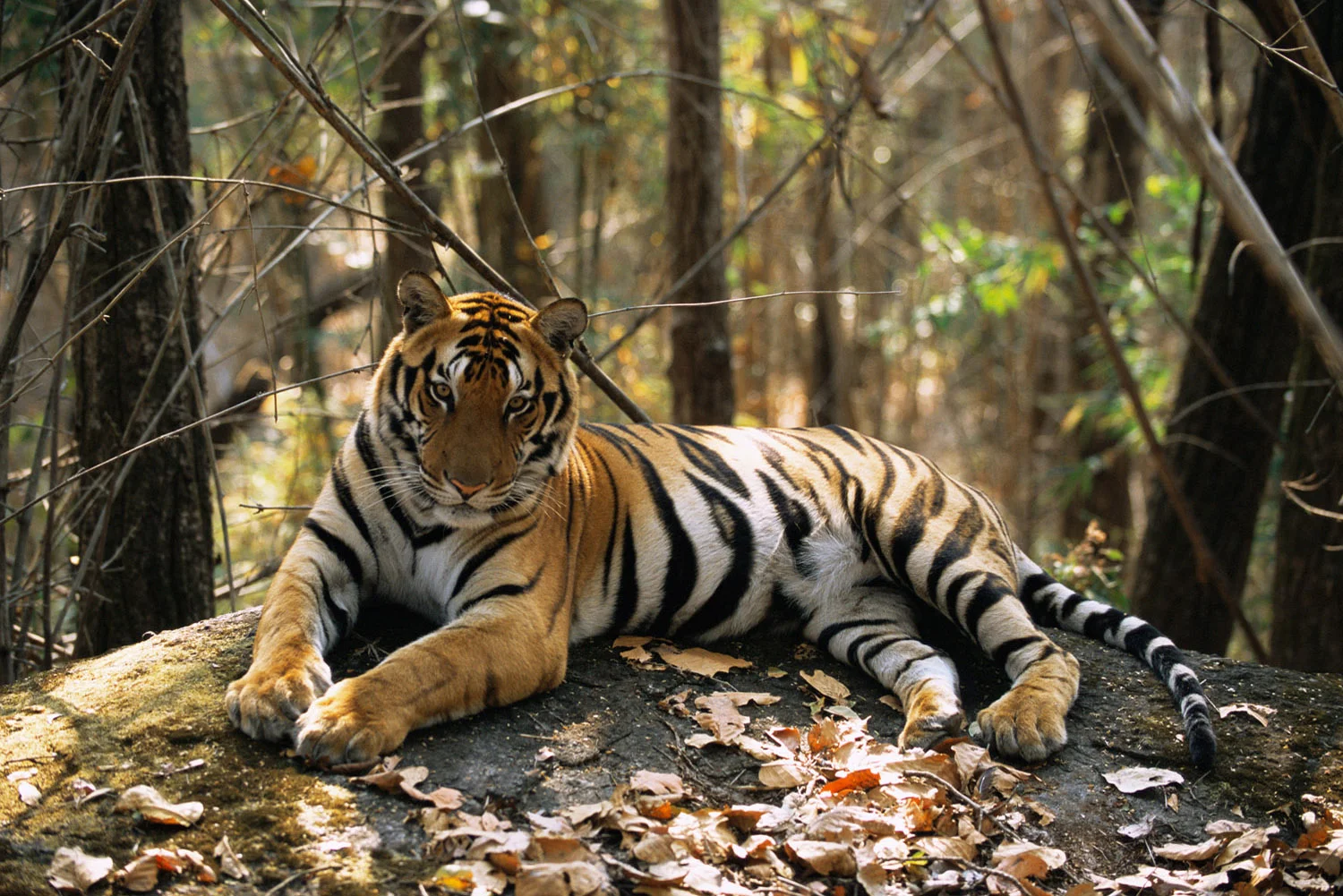 Bengal tiger resting on rock, Kanha National Park, Madhya Pradesh, India