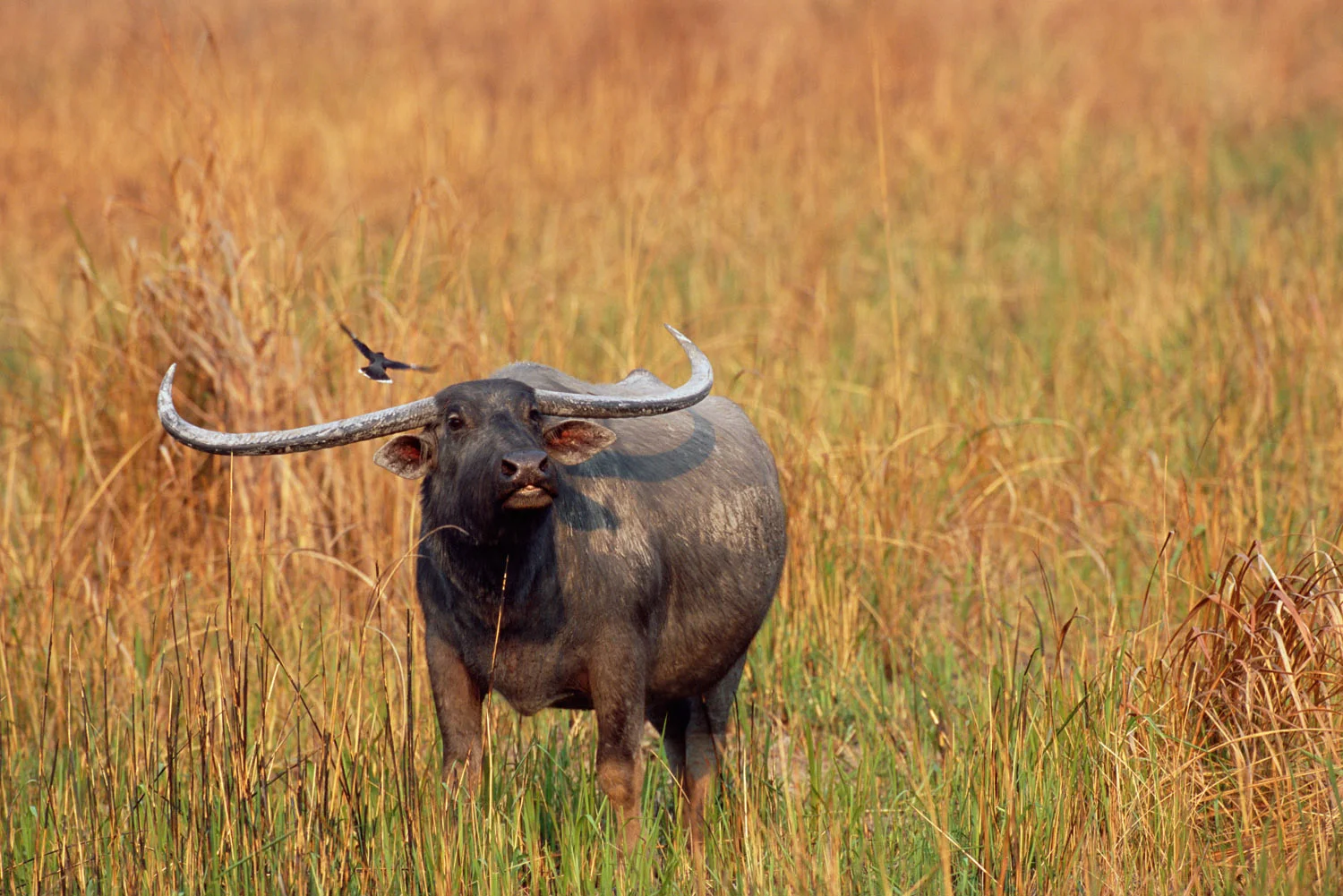 Asian water buffalo and jungle myna, Kaziranga National Park, Assam, India