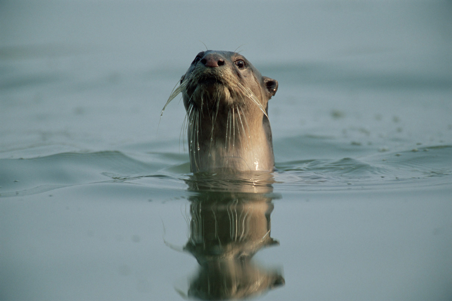 Smooth-coated otter swimming, Kaziranga National Park, Assam, India