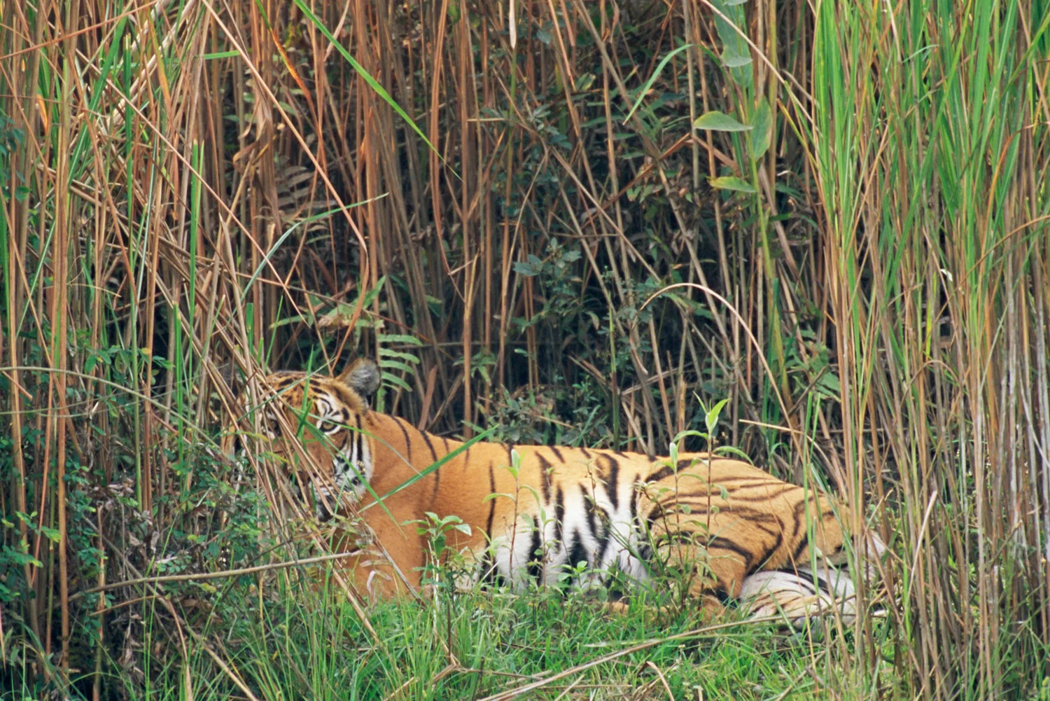 Bengal tiger resting in 'elephant' grasses, Kaziranga National Park, Assam, India