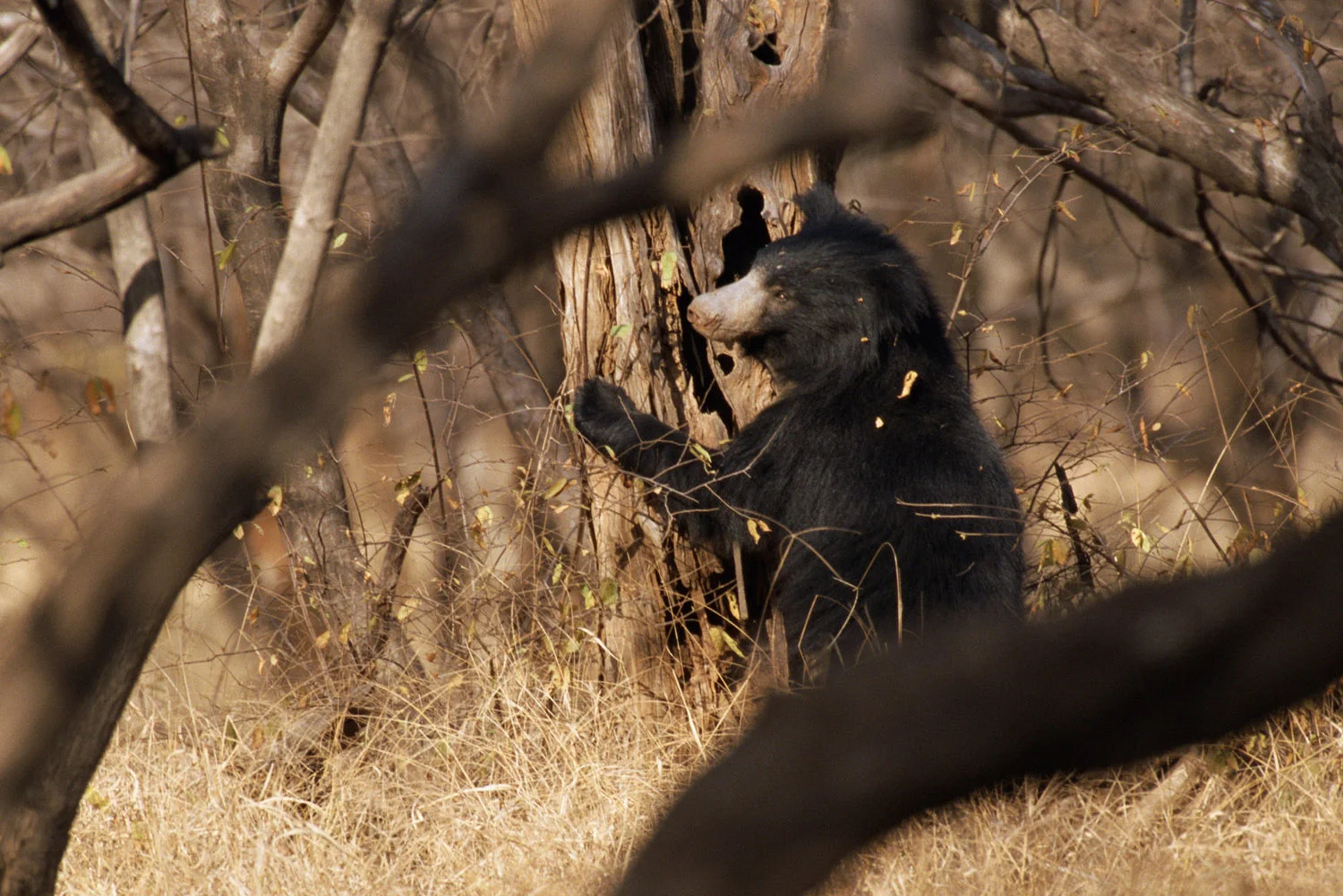 Sloth bear foraging, Ranthambhore National Park, Rajasthan, India