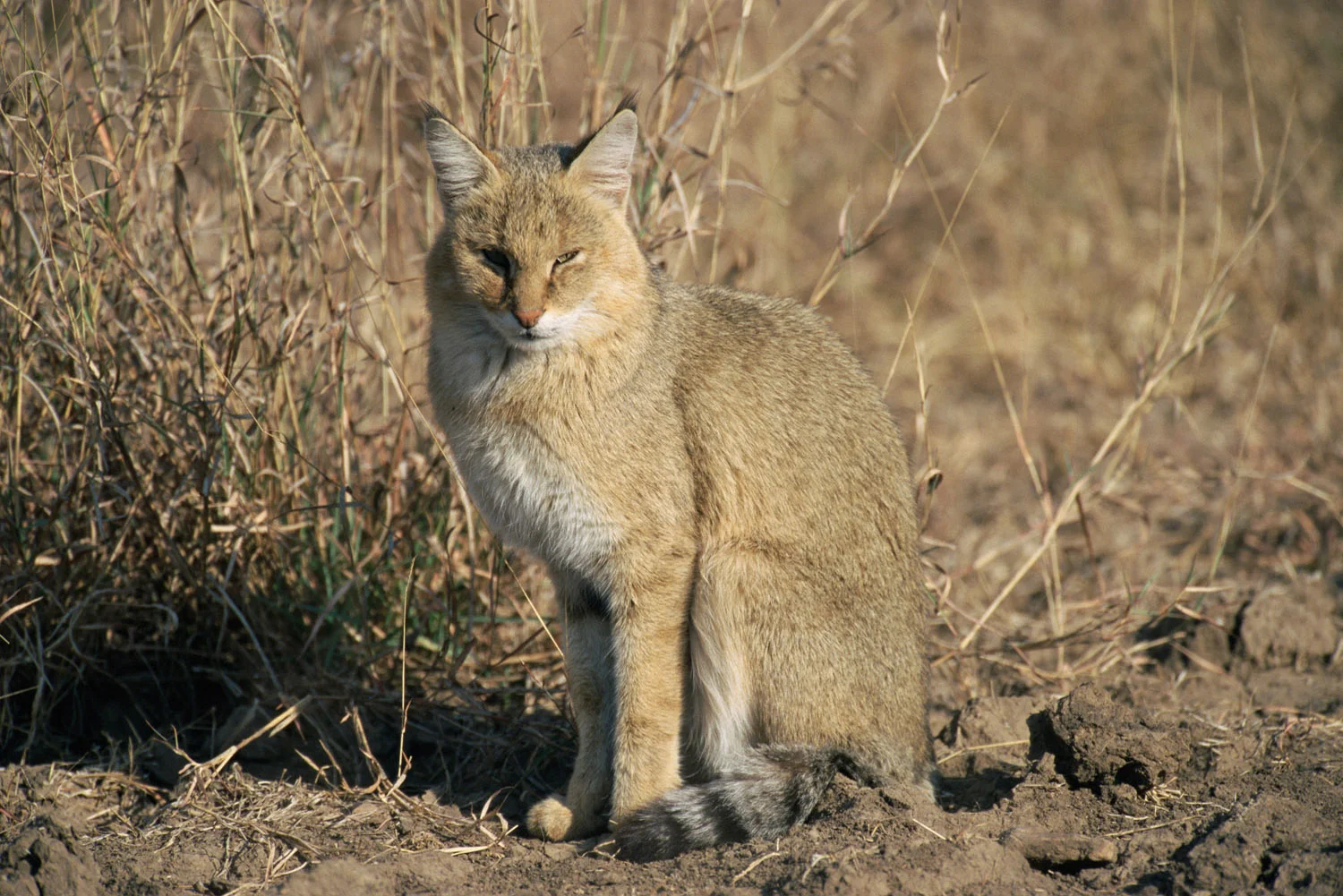Jungle cat, Ranthambhore National Park, Rajasthan, India