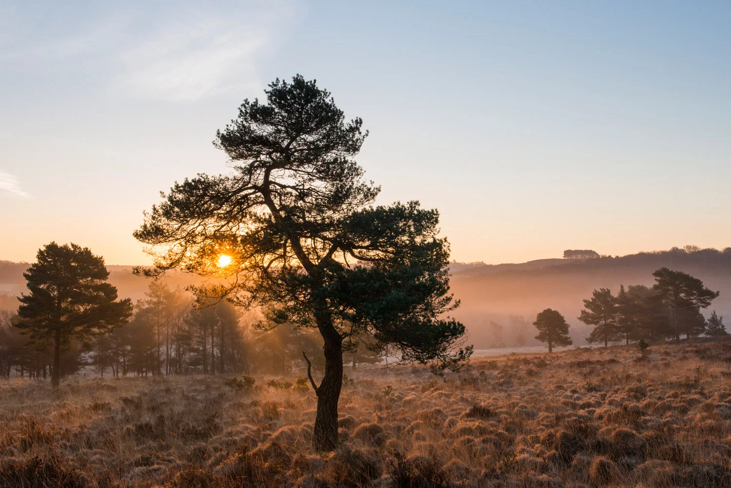 Scots pines and heathland at dawn, Ashdown Forest, Sussex Weald, England