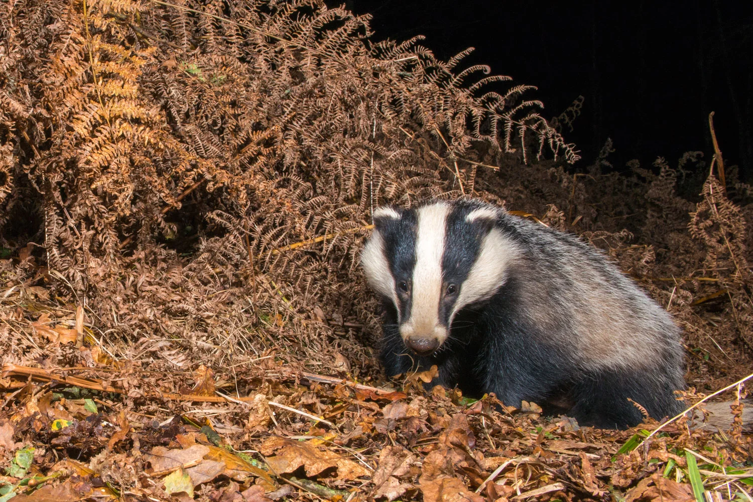 European badger in autumnal oak woods, Ashdown Forest, Sussex Weald, England