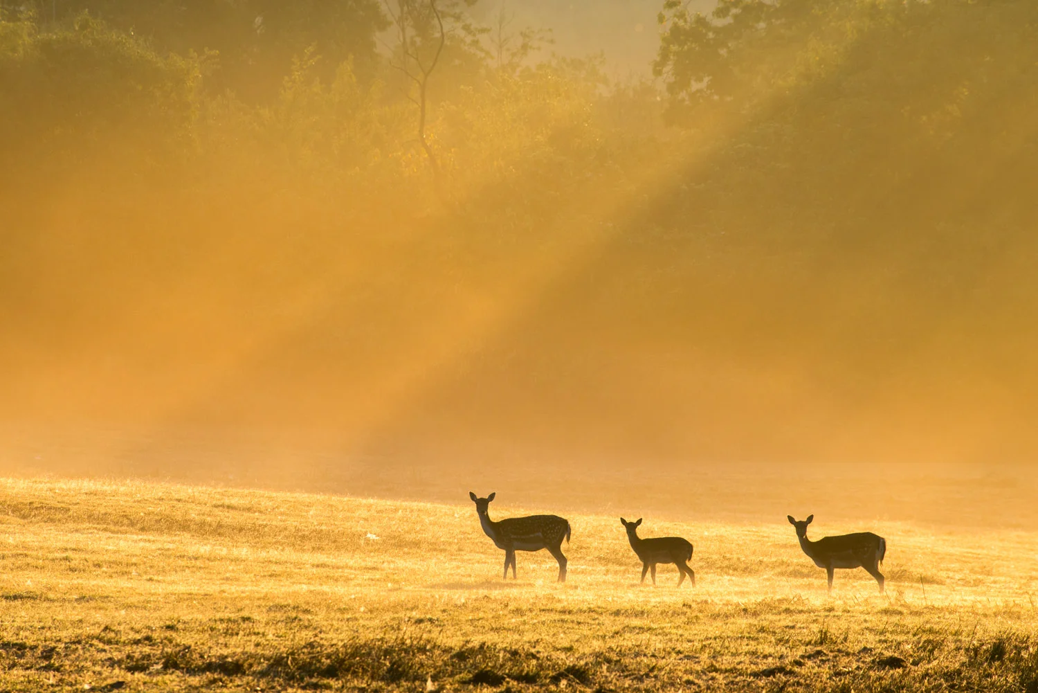 Fallow deer in dawn mist, Ashdown Forest, Sussex Weald, England
