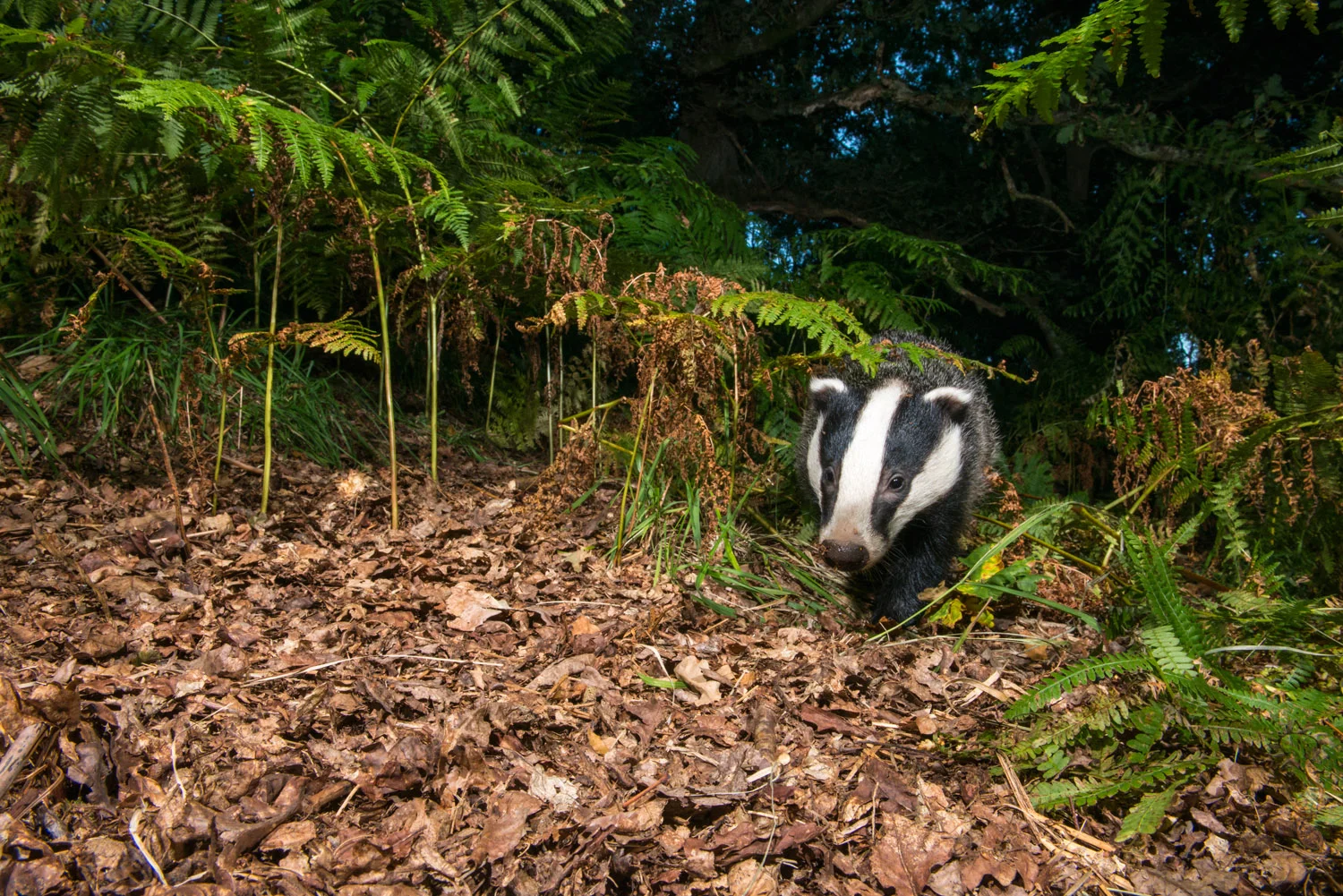 European badger in oak woods, Ashdown Forest, Sussex Weald, England