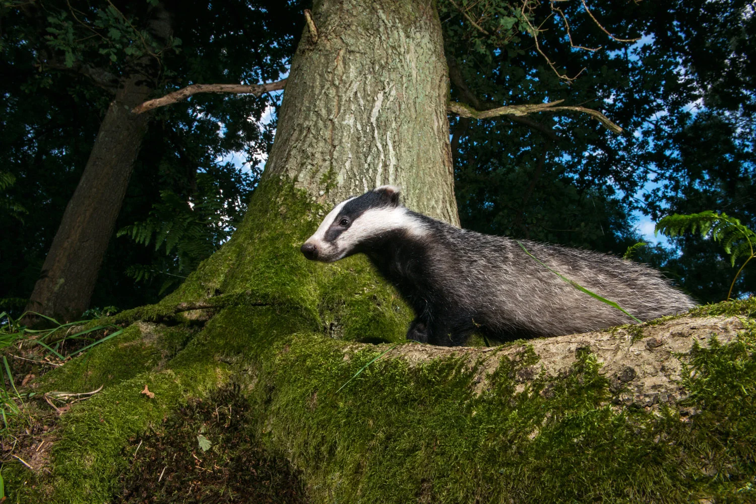 European badger in oak woods at twilight, Ashdown Forest, Sussex Weald, England