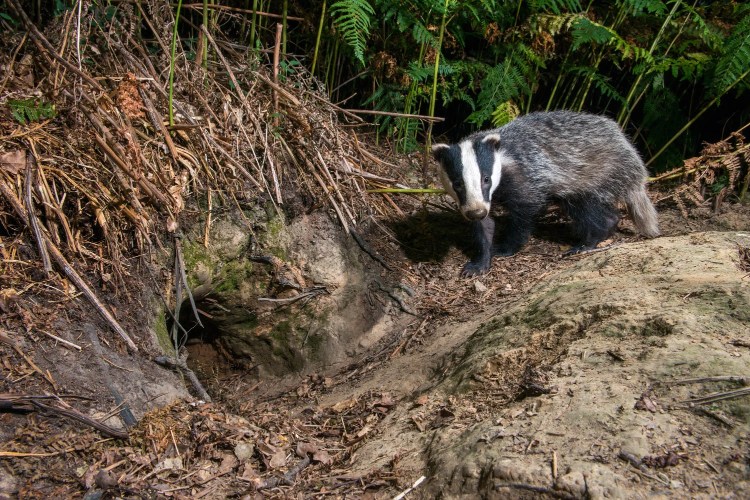 European badger cub returning to sett, Ashdown Forest, Sussex Weald, England