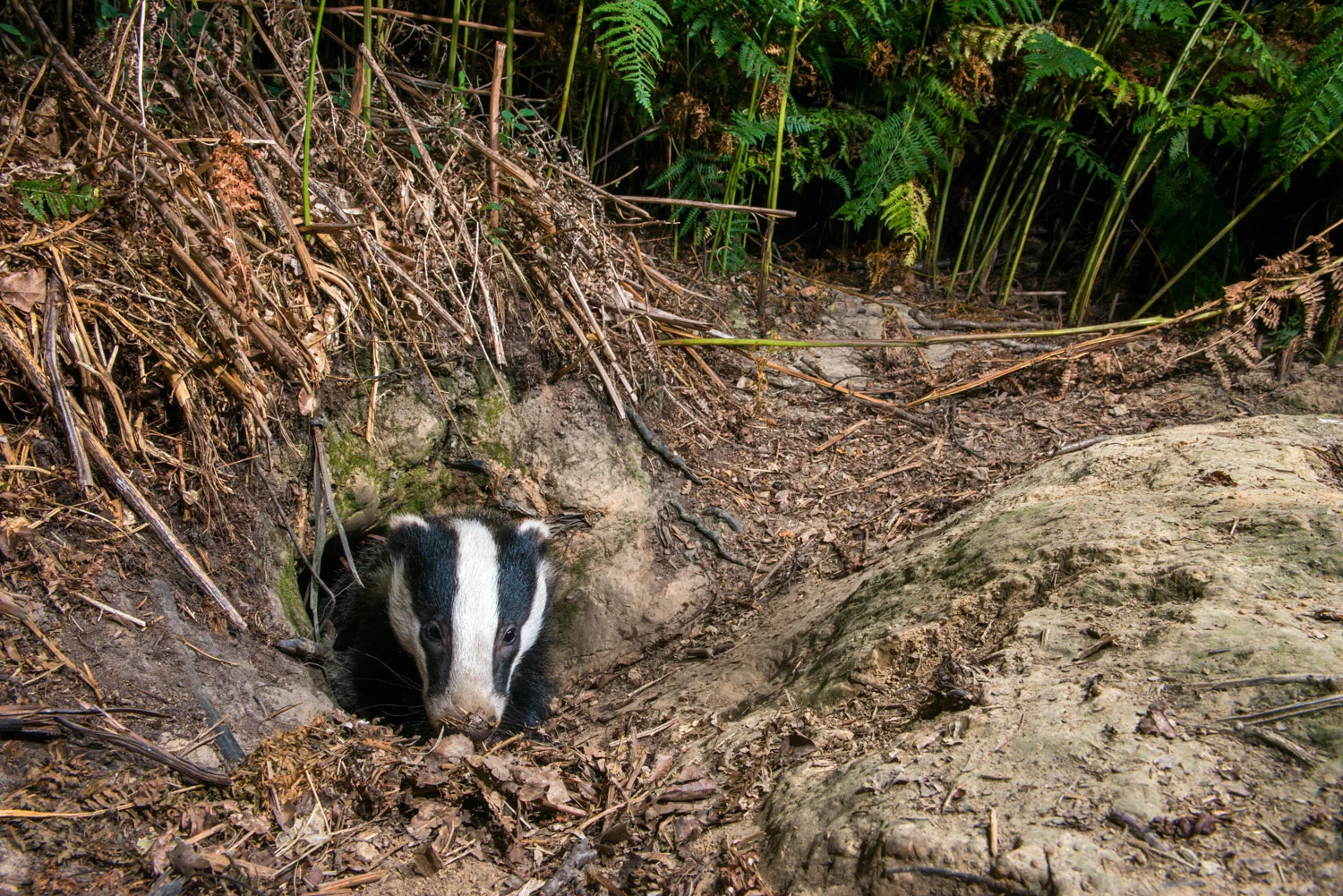 European badger cub at sett entrance hole, Ashdown Forest, Sussex Weald, England