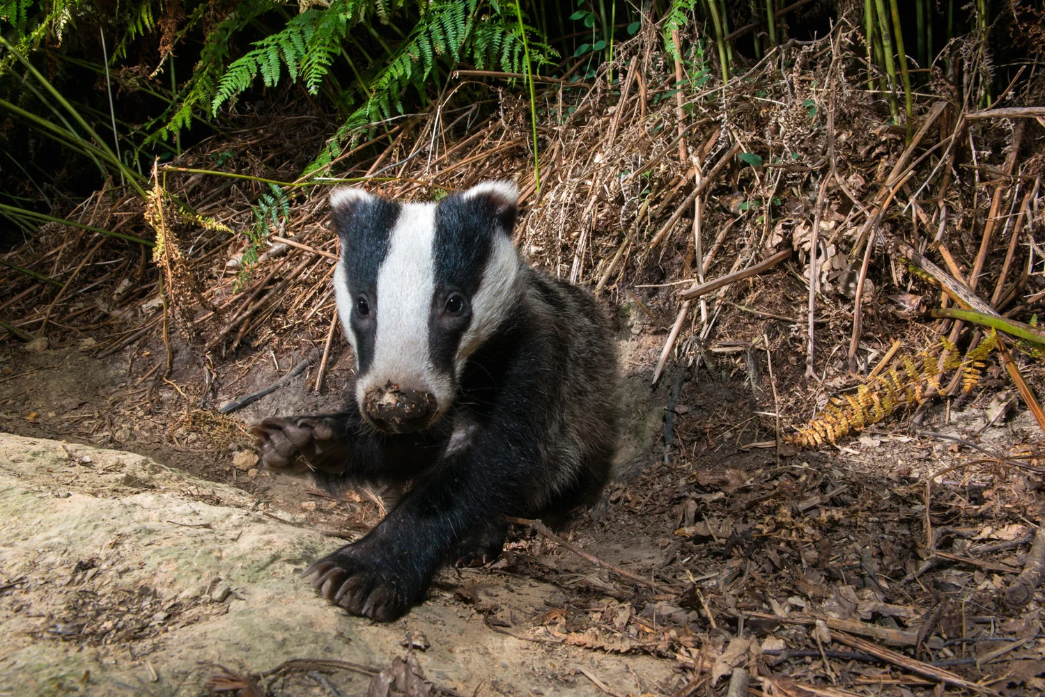 European badger cub resting by sett, Ashdown Forest, Sussex Weald, England