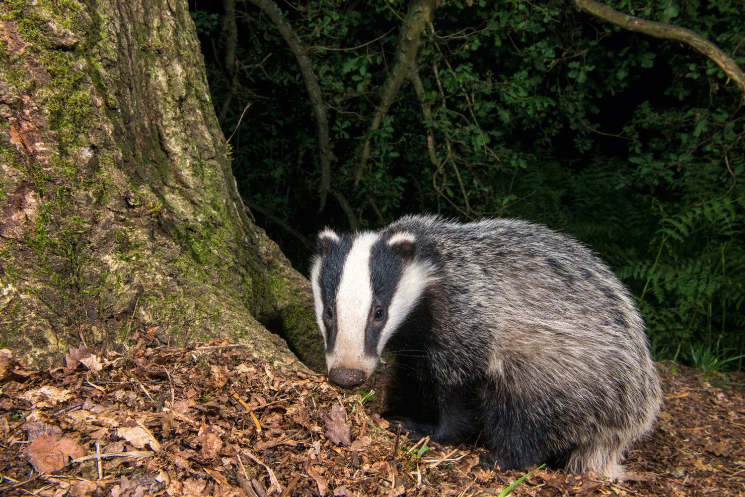 European badger cub in oak woods, Ashdown Forest, Sussex Weald, England