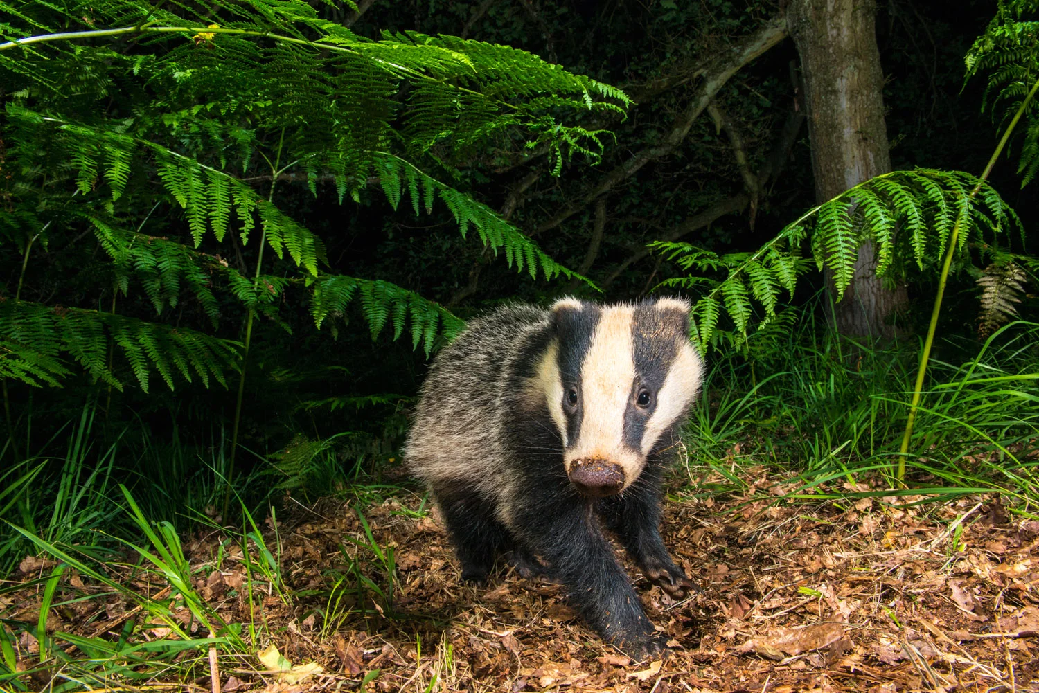 European badger cub under bracken in oak woods, Ashdown Forest, Sussex Weald, England