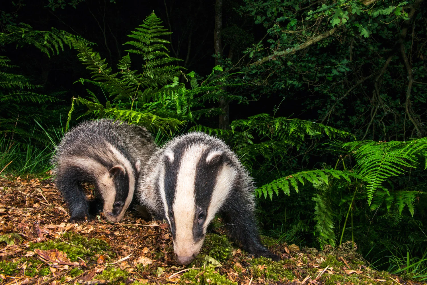 European badger cubs foraging in oak woods, Ashdown Forest, Sussex Weald, England