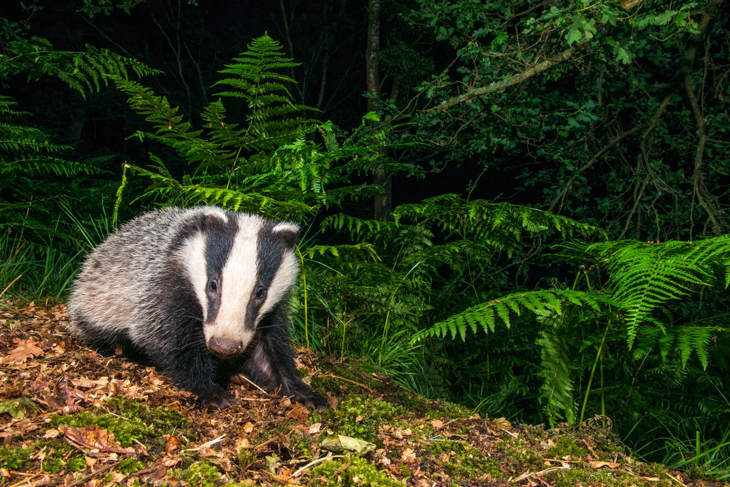European badger cub in oak woods, Ashdown Forest, Sussex Weald, England
