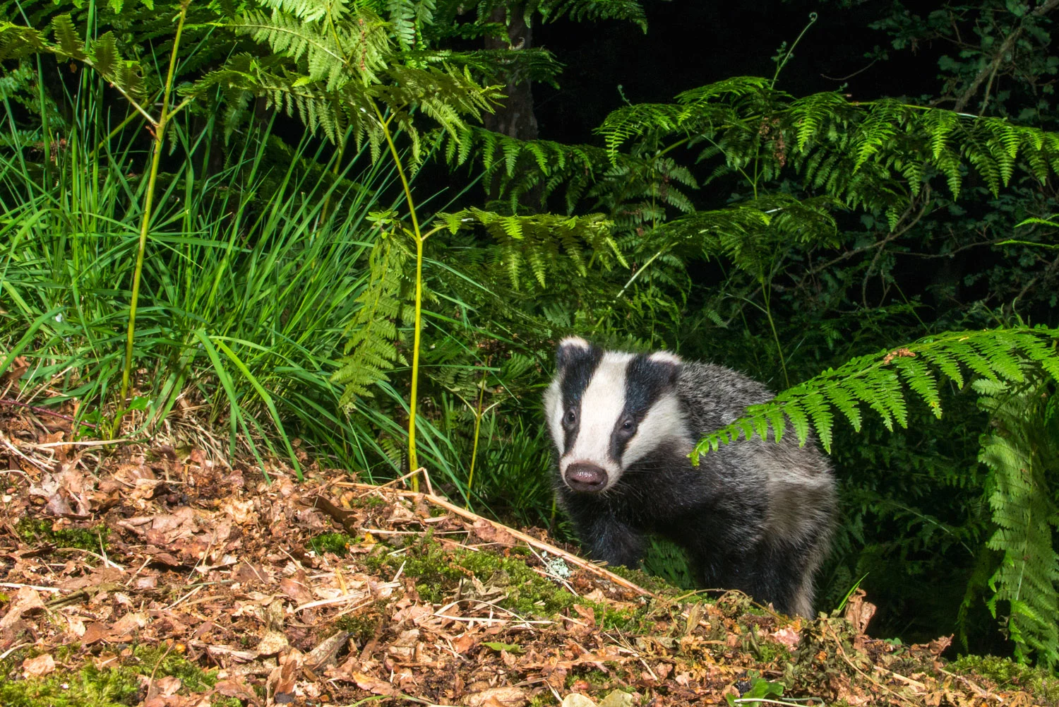 European badger cub emerging through bracken in oak woods, Ashdown Forest, Sussex Weald, England