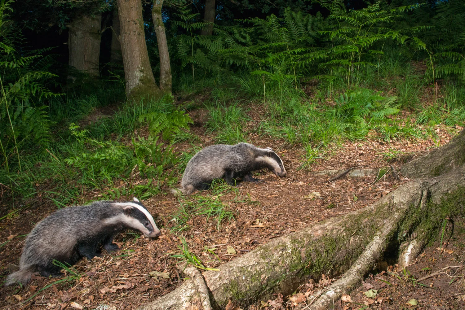 European badger cubs foraging in oak woods, Ashdown Forest, Sussex Weald, England