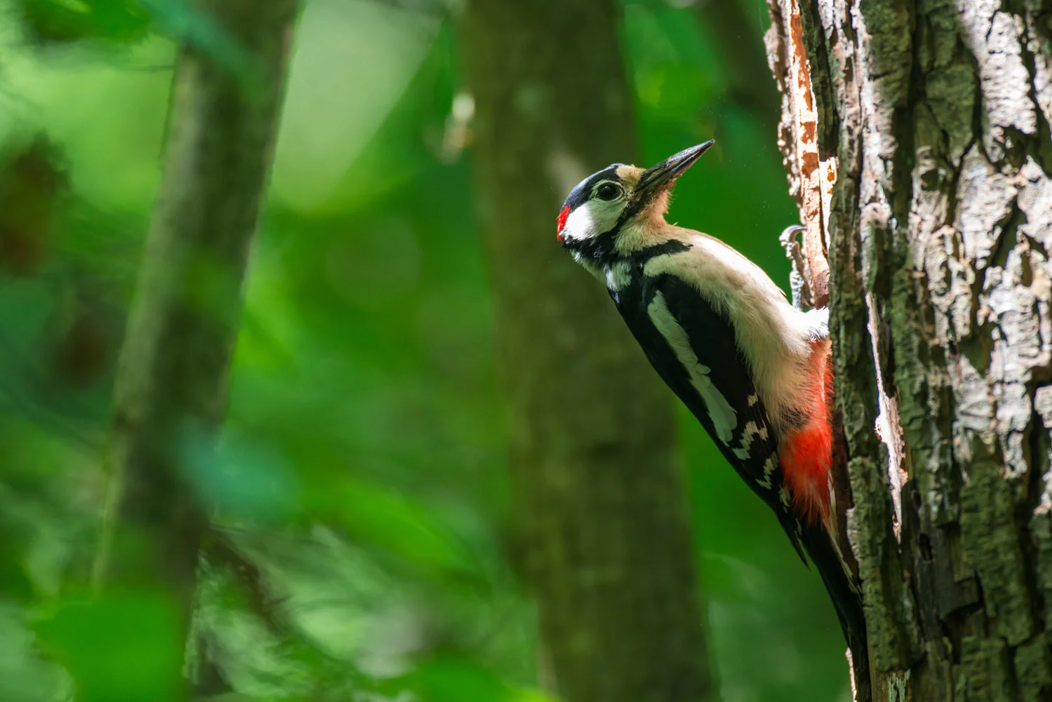 Great spotted woodpecker at nest hole, Sussex Weald, England