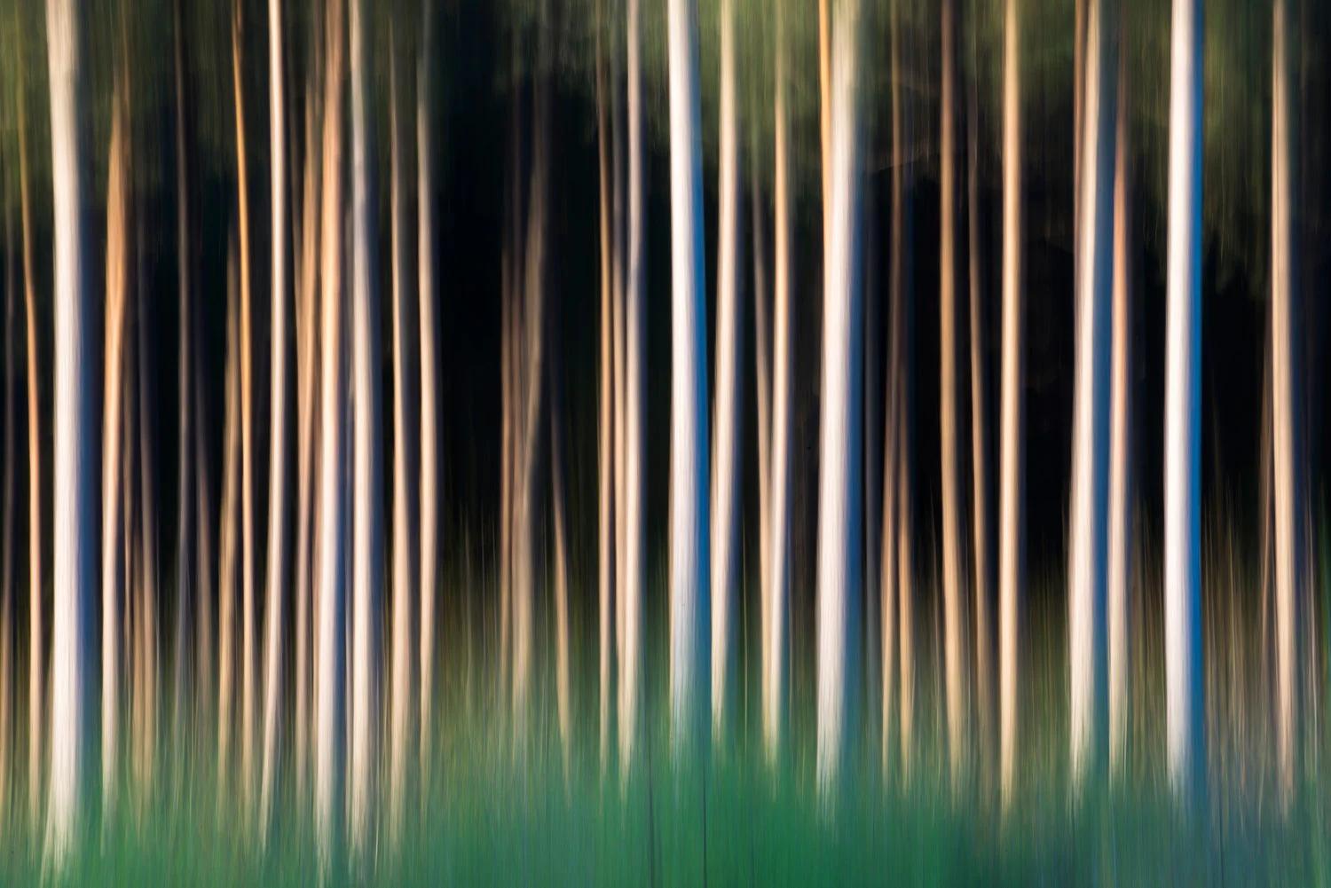 Silver birch saplings and Scots pine trunks, Sussex, England