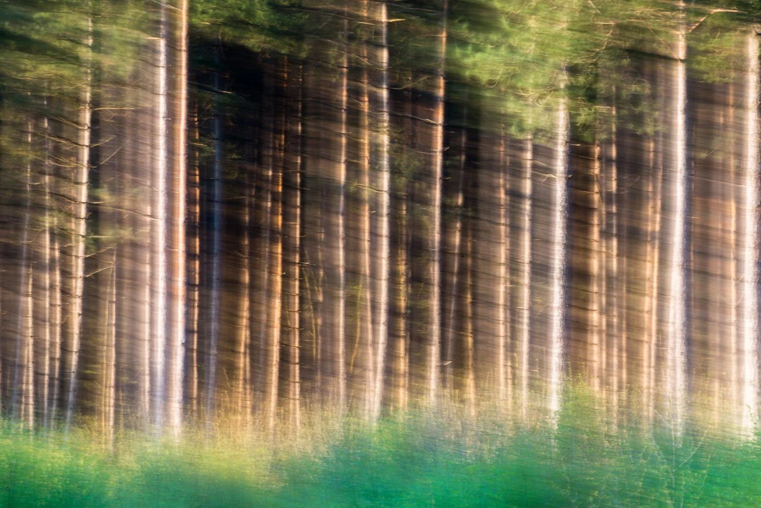 Silver birch saplings and Scots pines, Sussex, England