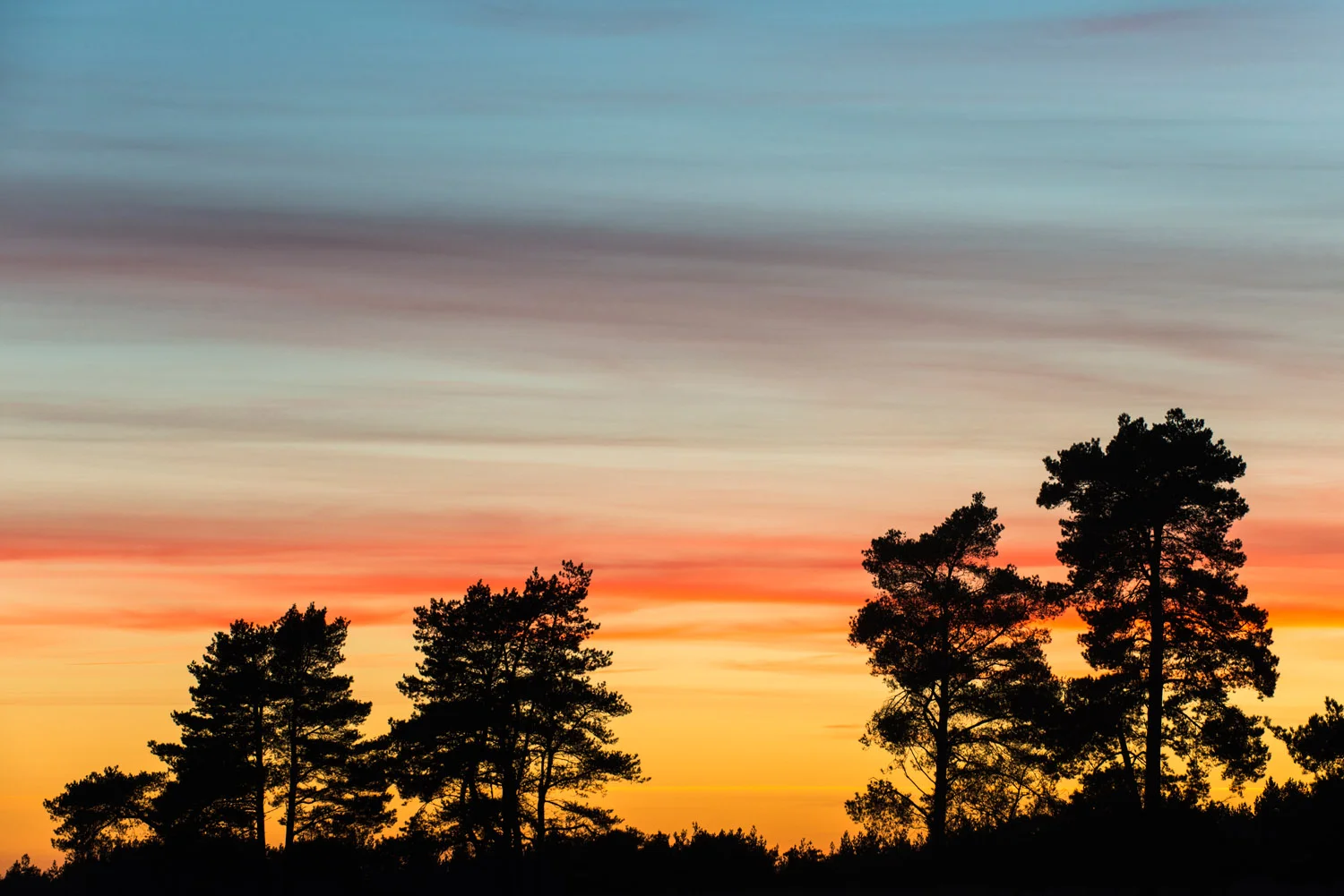Scots pines at sunset, Ashdown Forest, Sussex Weald, England