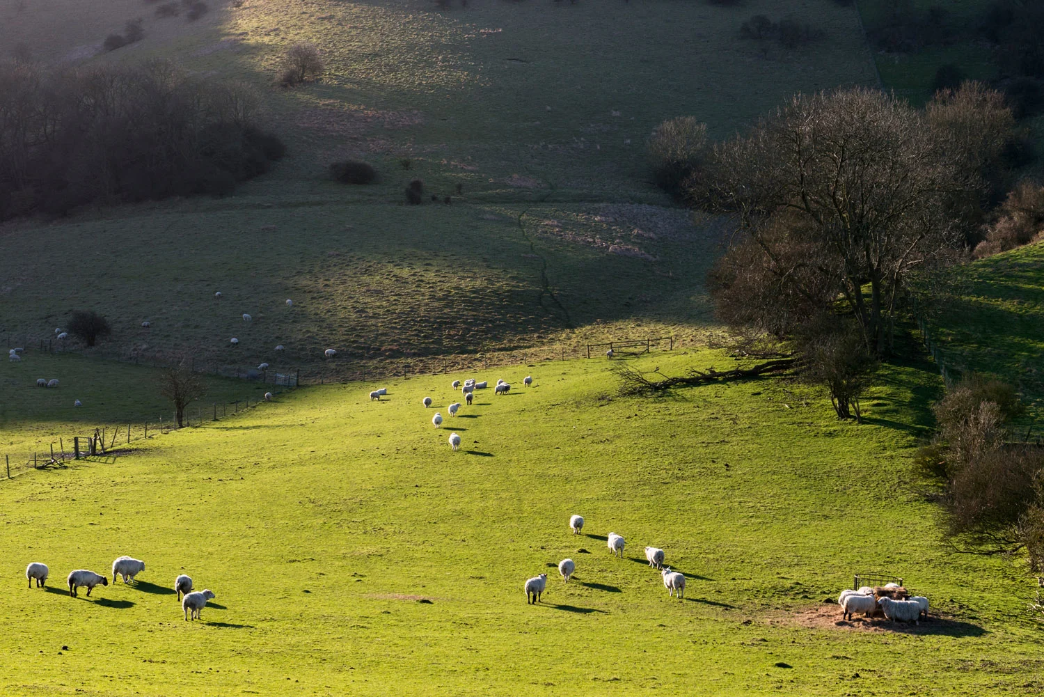 Sheep (mixed breeds) on South Downs, Sussex, England