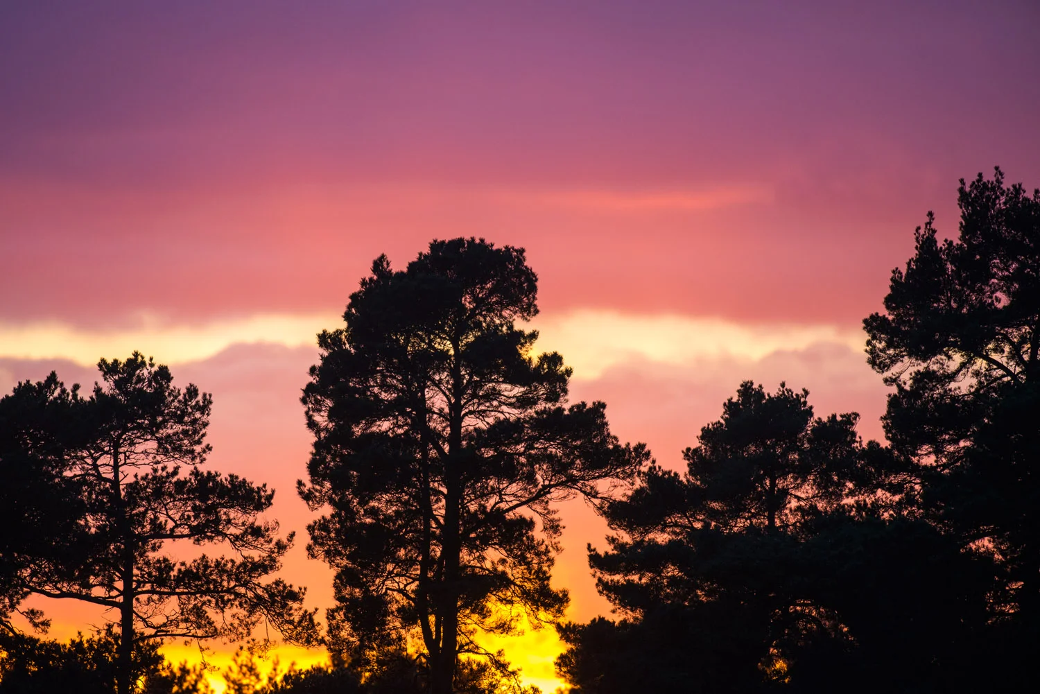 Scots pines at sunset, Ashdown Forest, Sussex Weald, England