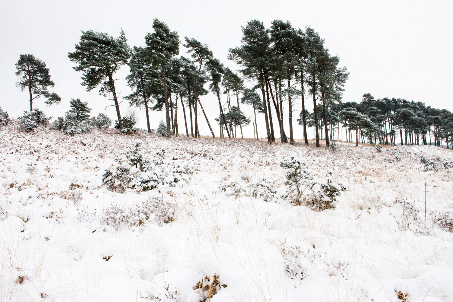 Stands of Scots pines and heathland after snowfall, Ashdown Forest, Sussex Weald, England