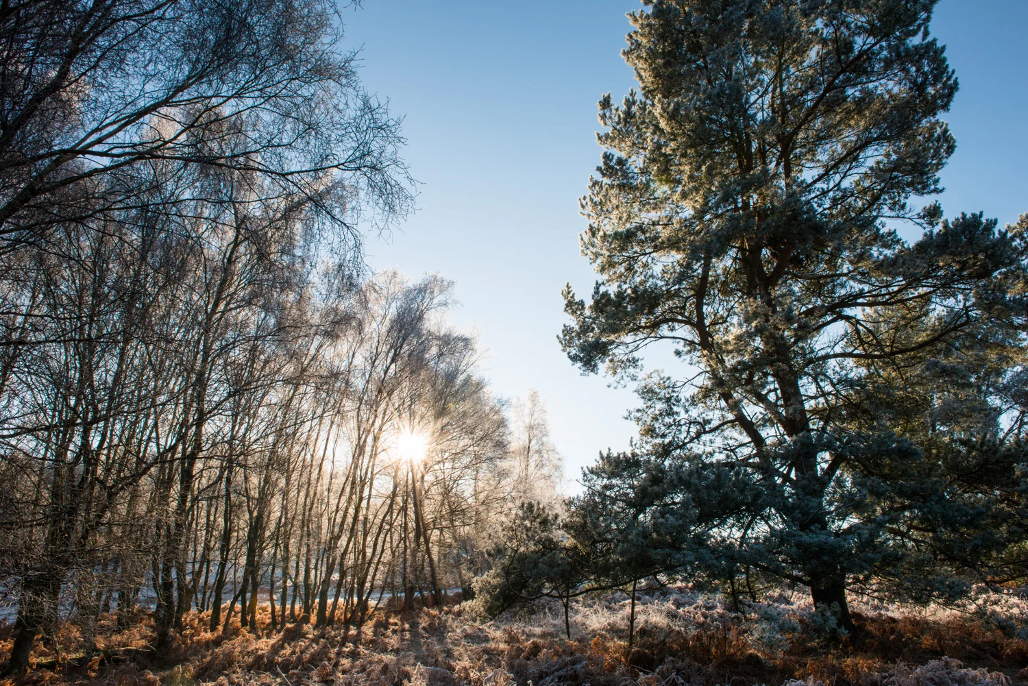 Silver birch and Scots pines with hoar frost, Ashdown Forest, Sussex Weald, England