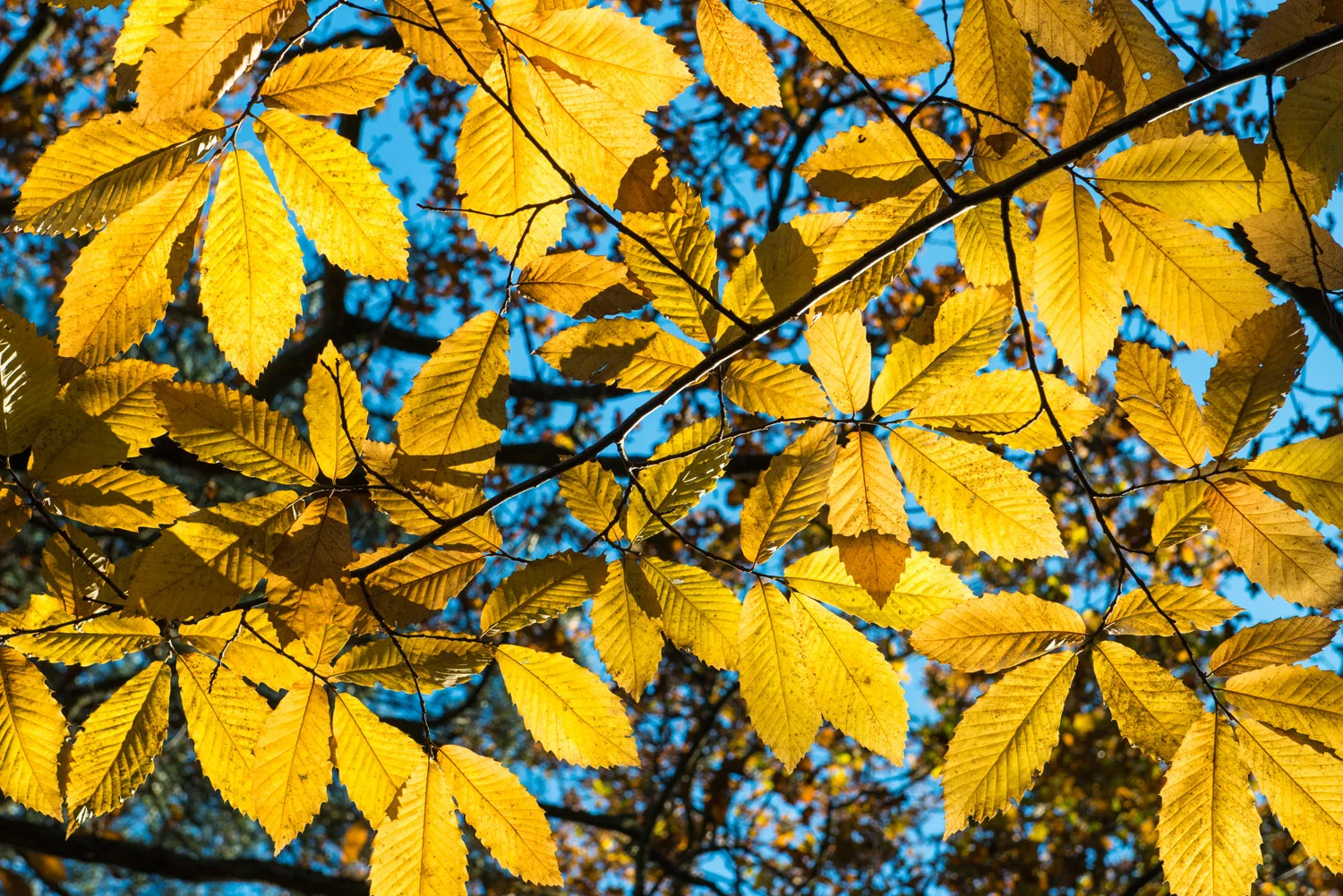 Autumnal sweet chestnut leaves, Ashdown Forest, Sussex Weald, England