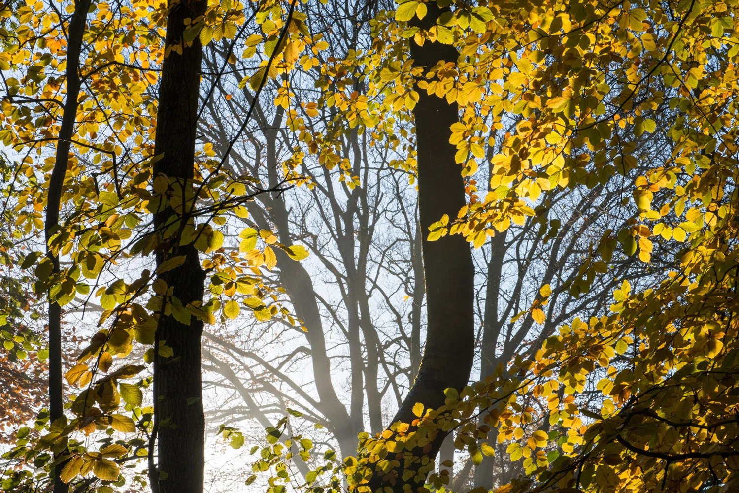 Autumnal beech woods at dawn, Ashdown Forest, Sussex Weald, England