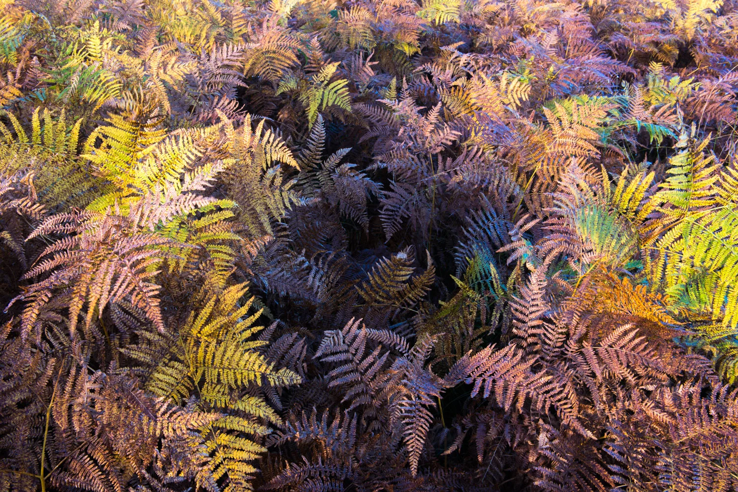 Autumnal bracken, Ashdown Forest, Sussex Weald, England