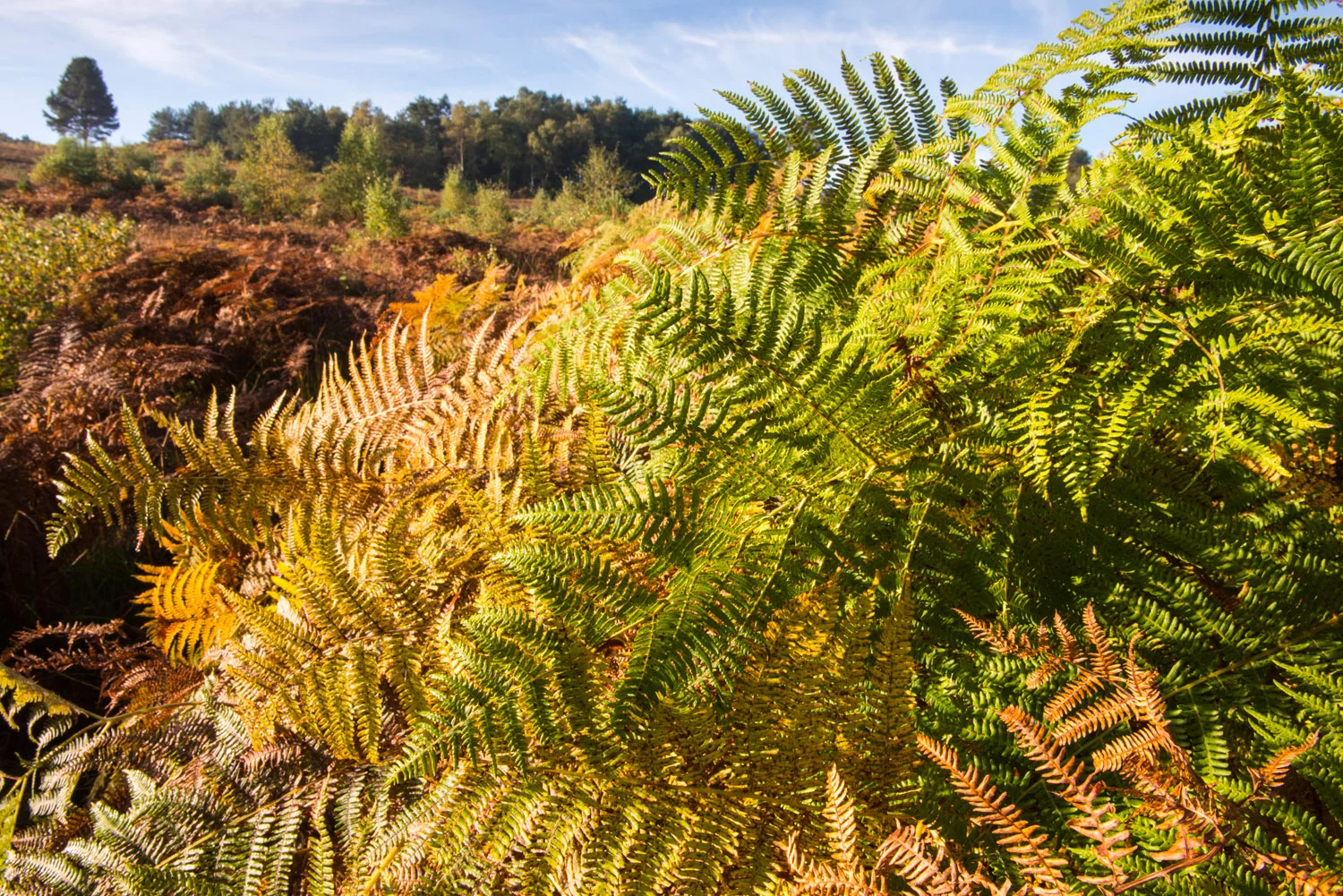 Autumnal bracken and Scots pine, Ashdown Forest, Sussex Weald, England