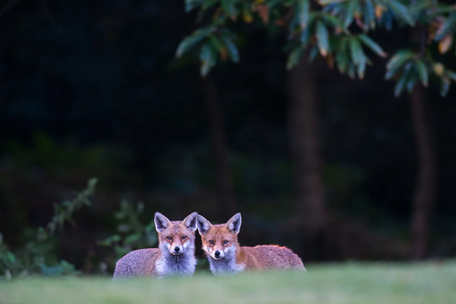Red foxes at edge of forest at twilight, Ashdown Forest, Sussex Weald, England